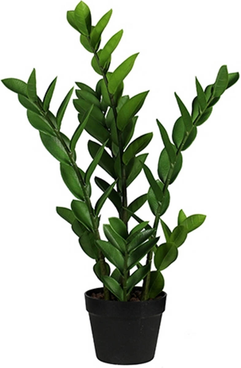 Warentuin Zamioculcas 65 Cm