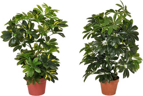 Warentuin Schefflera Arboricola 65 Cm