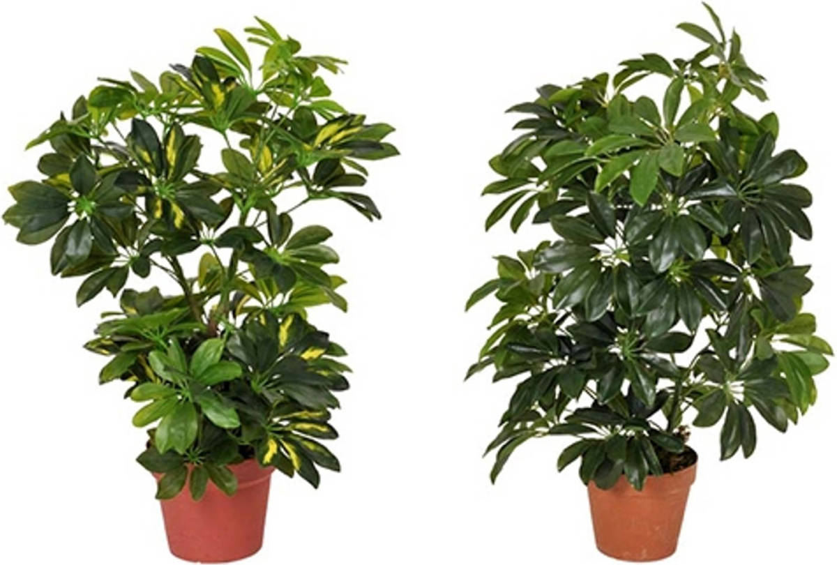 Warentuin Schefflera Arboricola 65 Cm
