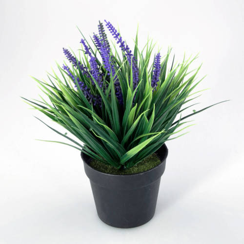 Warentuin Plantje In Kunststof Pot Aimee Lavendel