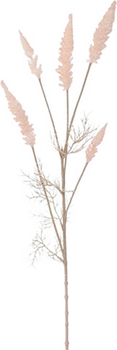 Warentuin Astilbe Tak Pk