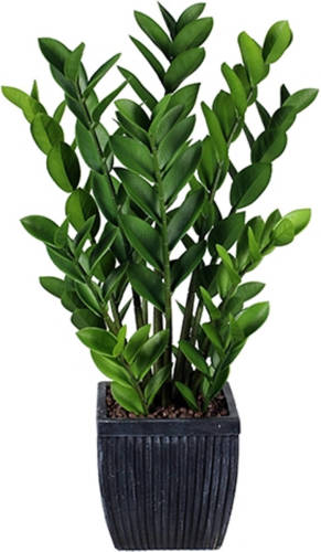 Warentuin Zamioculcas 80 Cm