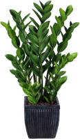 Warentuin Zamioculcas 80 Cm