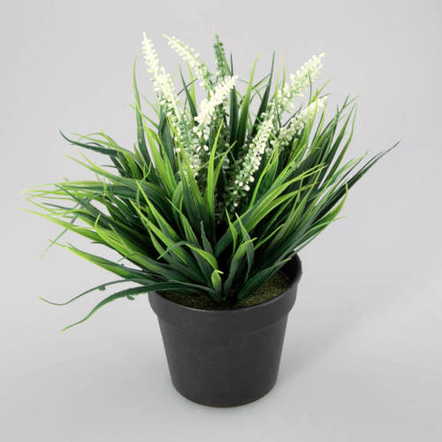 Warentuin Plantje In Kunststof Pot Aimee Wit