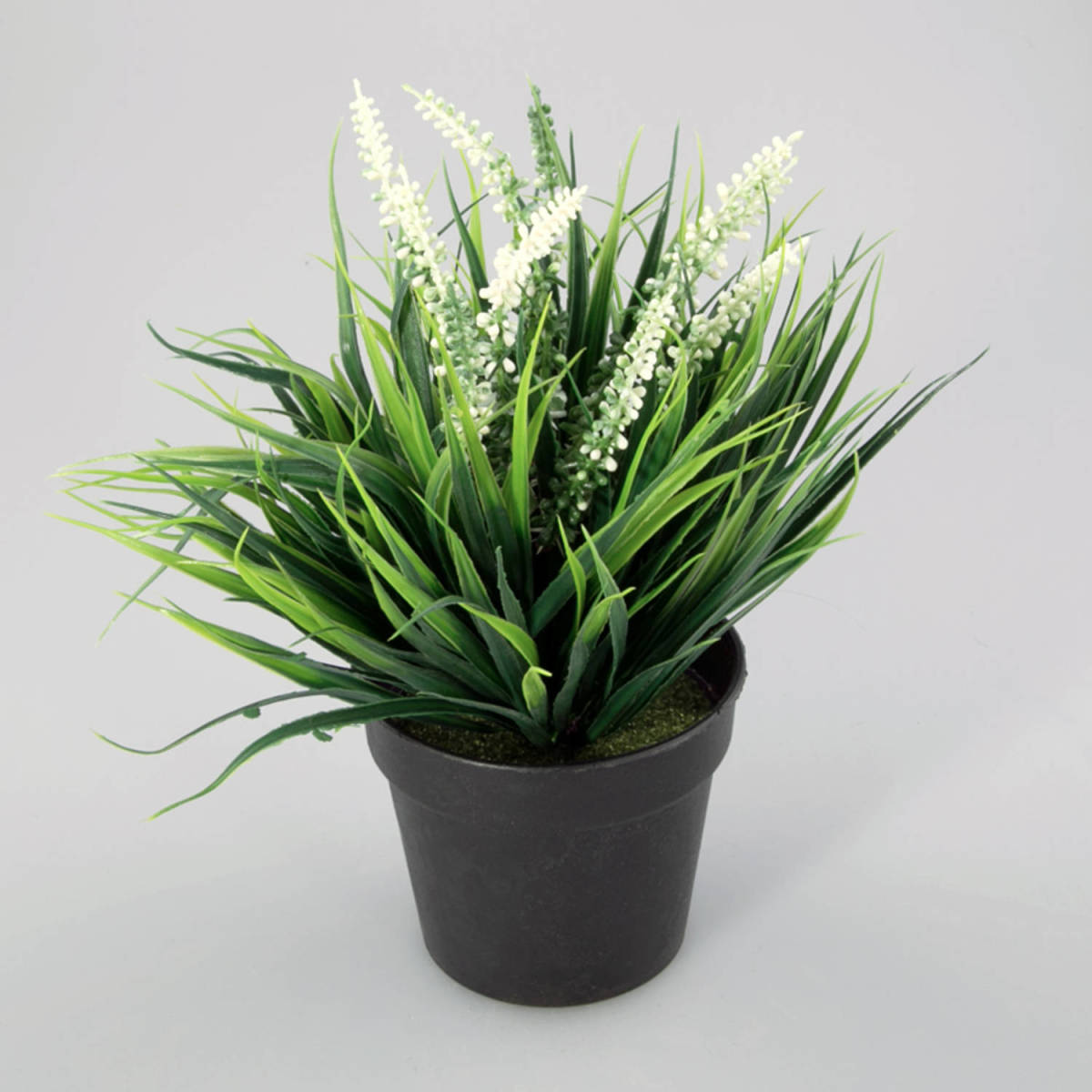 Warentuin Plantje In Kunststof Pot Aimee Wit