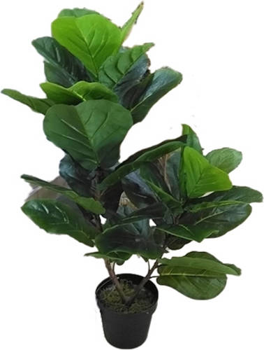 Warentuin Fiddle Tree 85 Cm