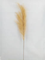 Warentuin Pampas Gras 130cm Naturel
