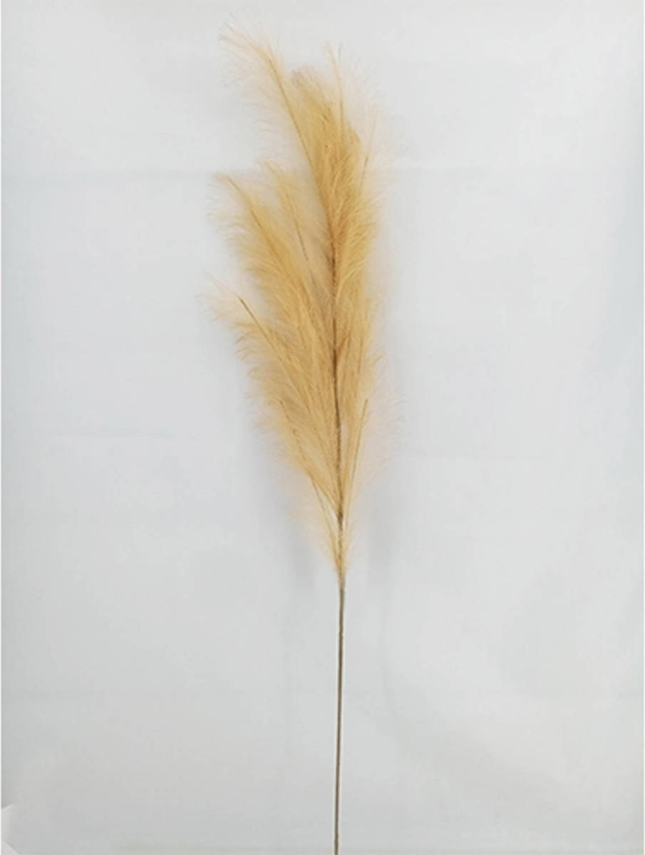 Warentuin Pampas Gras 130cm Naturel
