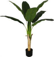 Warentuin Bananenplant 120 Cm