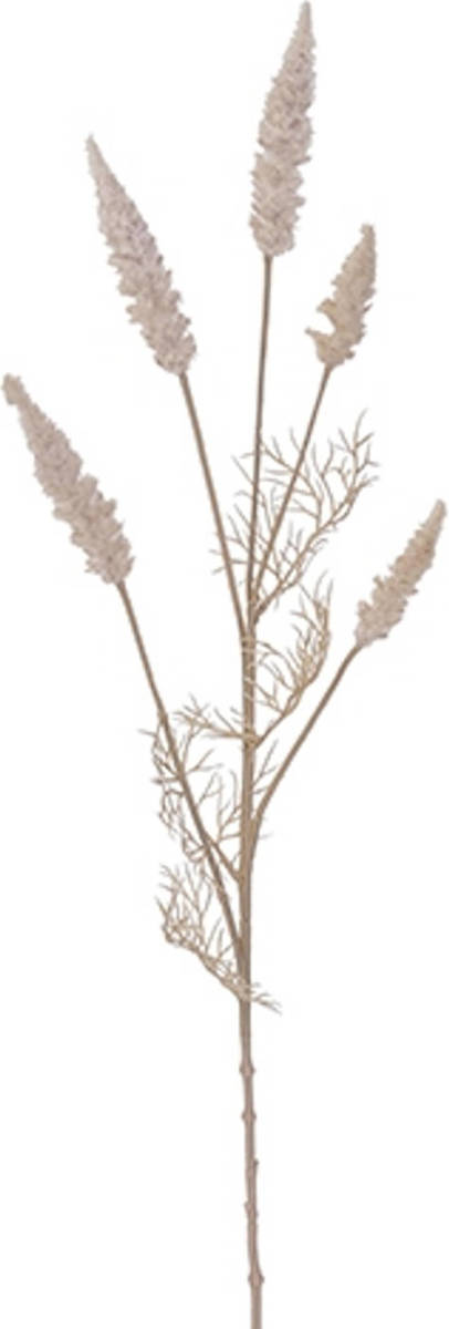 Warentuin Astilbe Tak Cream
