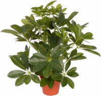 Shoppartners Groene Schefflera/baby Struik Kunstplant 55 Cm Voor Binnen - Kunstplanten