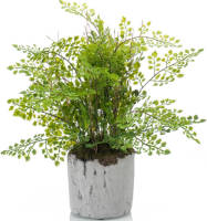 Emerald Groene Kunstplant Varen 30 Cm - Kunstplanten