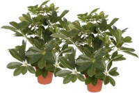 Shoppartners 2x Kunstplanten Schefflera Struik 55 Cm - Kunstplanten