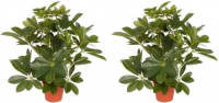 Shoppartners 2x Groene Schefflera/baby Struik Kunstplanten 55 Cm Voor Binnen - Kunstplanten