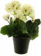 Warentuin Pelargomium In Pot Cream 28 Cm Kunstplant Nova Nature