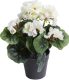 Warentuin Pelargomium In Pot Cream 28 Cm Kunstplant Nova Nature