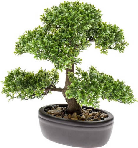 Driesprong Collection Bonsai 4