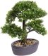 Driesprong Collection Bonsai 4