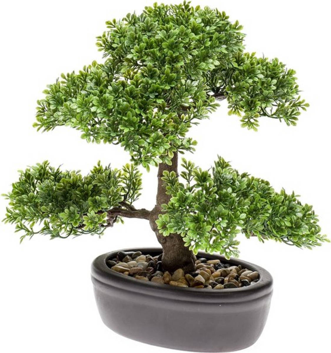 Driesprong Collection Bonsai 4