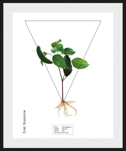andas Wanddecoratie Plant ficus benjamina met frame