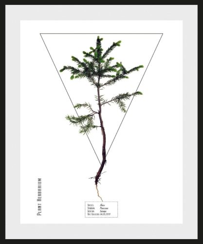 andas Wanddecoratie Plant Abies - plant met frame
