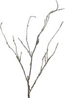 Warentuin Wood Twig Cordata 95 Cm Kunsttak Nova Nature