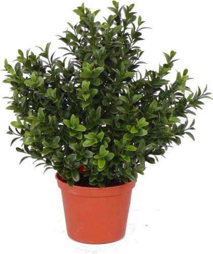 Shoppartners Kunstplanten Buxus Plant In Pot 31 Cm - Kunstplanten