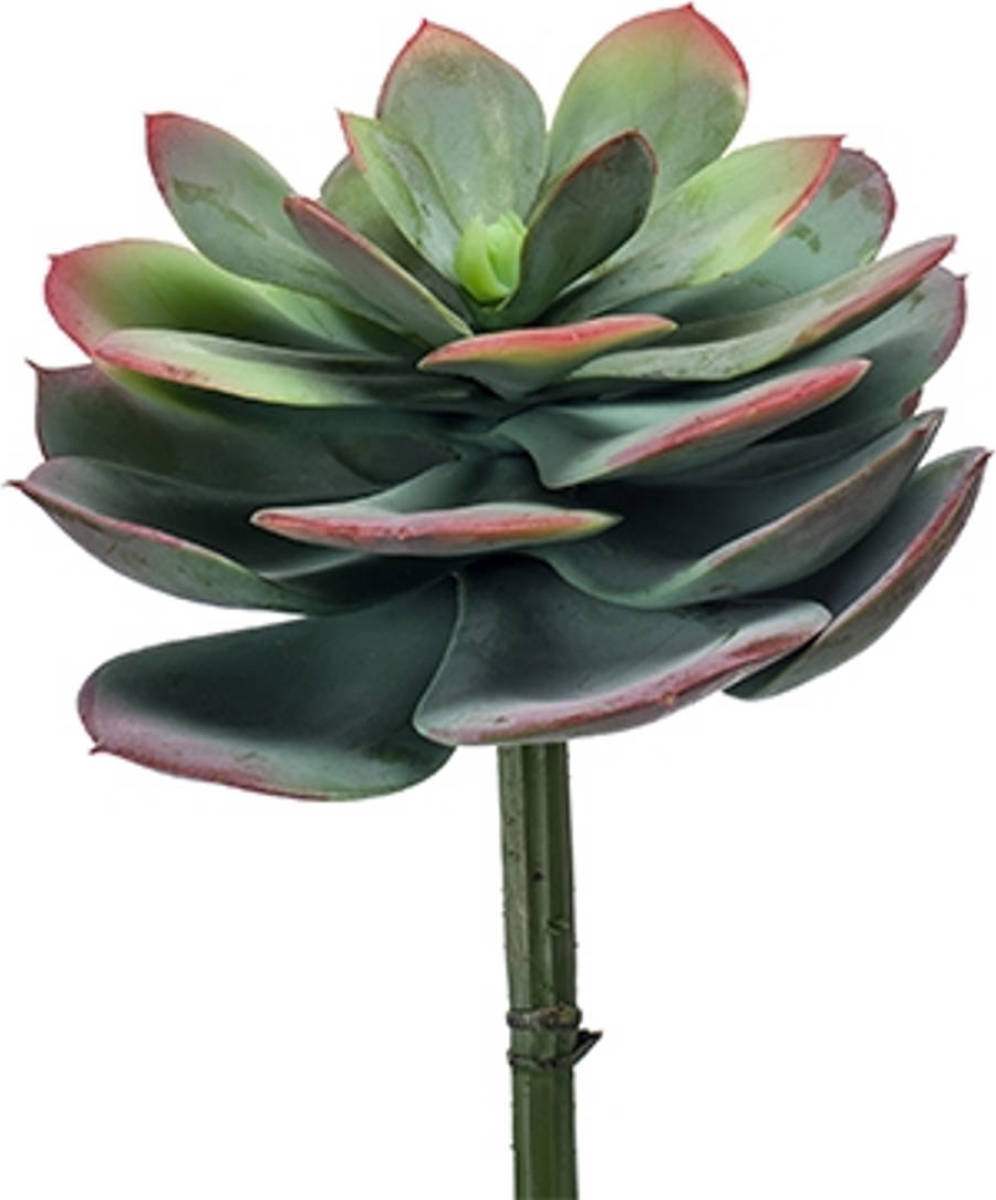 Emerald Echeveria Agavo Green/red 25 Cm