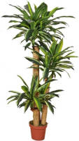 Warentuin Dracaena Fragrans 155 Cm