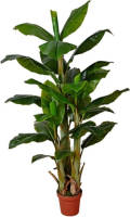 Warentuin Bananenboom 170 Cm