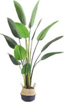 Buitengewoon de Boet Kunstplant Blad Strelitzia Soft 180 Cm
