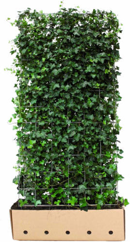 Quickhedge Hedera Hibernica 180 Cm