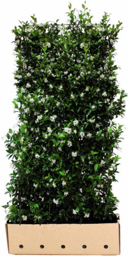 Quickhedge Trachelospermum Jasminoides 180 Cm