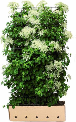 Quickhedge Hydrangea Anomala Petiolaris 180 Cm