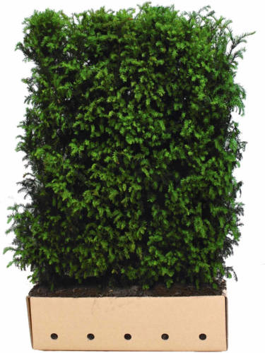 Quickhedge Taxus Baccata 120 Cm