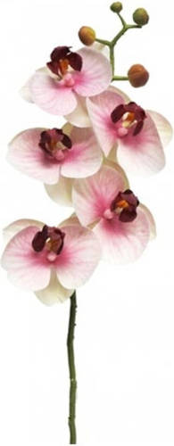 Nova Nature Kunst Phalaenopsis Orchidee Bora 58 Cm - Roze