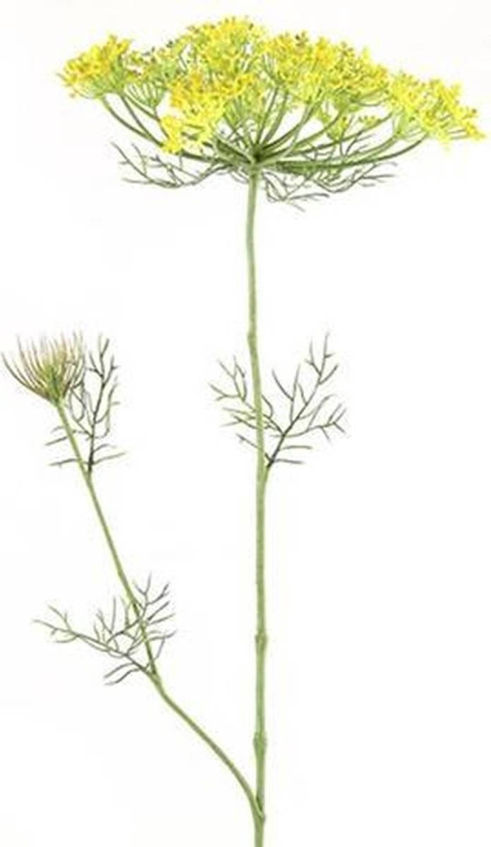 Decostar Heracleum Sphondylium Geel 90 Cm