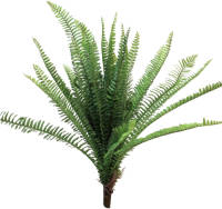 Nova Nature (Best) Uv Fern Torres Sunrise 60cm (6 Months Uv-protected)
