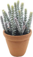 Buitengewoon de Boet Hottentot In Pot 30 Cm Kunstplant
