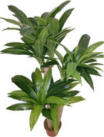 Warentuin Dracaena 125 cm