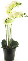 Nova Nature - (Best) RT Phalaenopsis Bora x3 in pot 60cm white