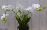 Warentuin Mix - Orchidee phalaenopsis 3 stelen wit 30 cm