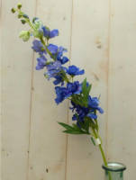 Warentuin Mix - Kunstridderspoor delphinium groot op steker blauw