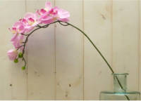 Warentuin Mix - Kunstvlinderorchidee groot op steker roze