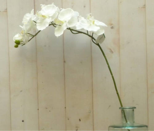Warentuin Mix - Kunstvlinderorchidee groot op steker wit