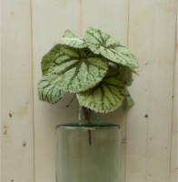 Warentuin Mix - Kunstbegonia op steker 25 cm