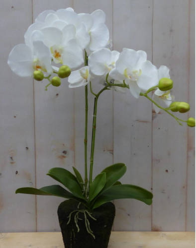 Warentuin Mix - Orchidee phalaenopsis 2 stelen 40 cm