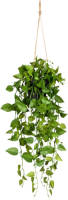 Kopu ® Hangplant Philodendron 75 cm - Macramé Plantenhanger met Pot