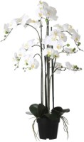 Mica Decorations Phalaenopsis Kunstplant - H97 x Ø19 cm - Plastic Pot - Crème