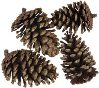 Decoratie dennenappels (4st) | 8/10 cm (set 4) | Creme | Hout | Dennenappels | Clayre & Eef | 64586